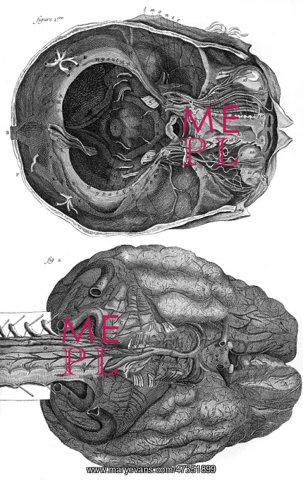 : BRAIN & CEREBELLUM 18TH : BRAIN & CEREBELLUM 18TH