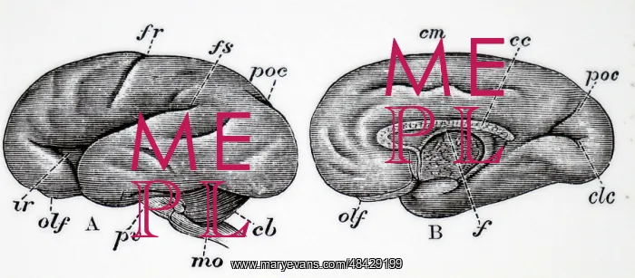  : Brain of human embryo