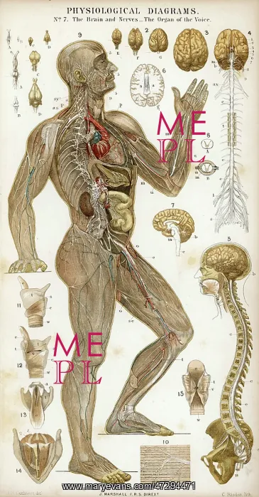  : Brain and Nerves - Voice
