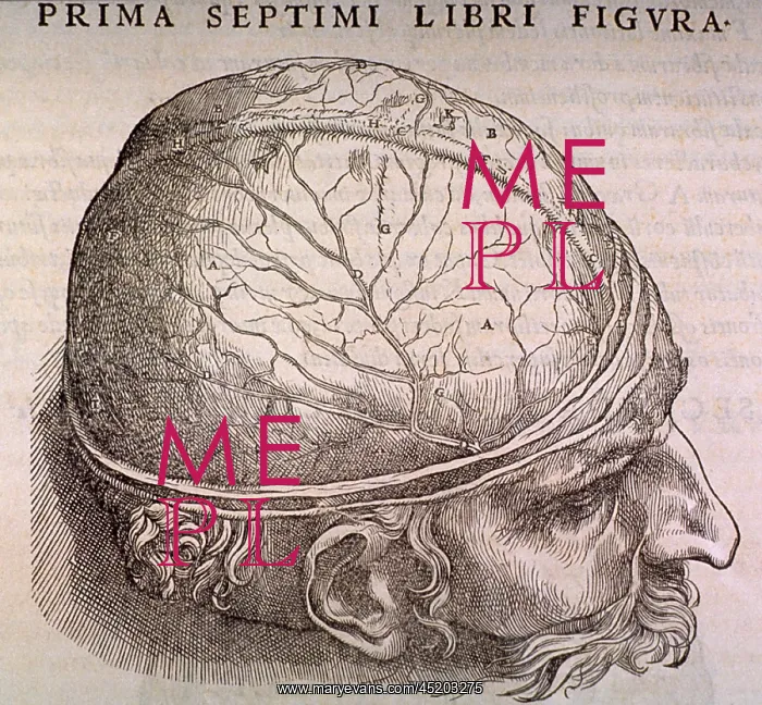 : Brain Plate, showing the duramater, the ? : Brain Plate, showing the duramater, the ?