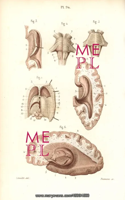 : Brain, pons, medulla oblongata, pineal gland, etc : Brain, pons, medulla oblongata, pineal gland, etc