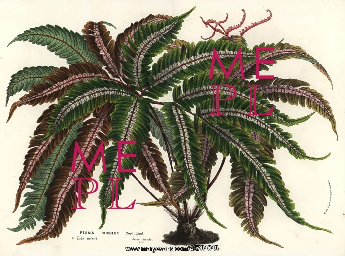 : Brake fern, Pteris aspericaulis : Brake fern, Pteris aspericaulis
