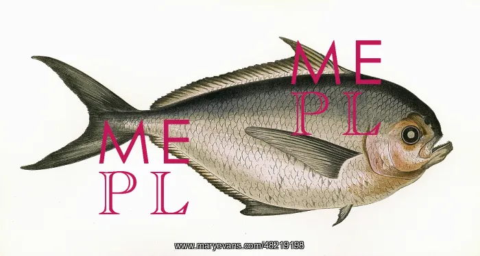 : Brama raii, or Ray's Bream : Brama raii, or Ray's Bream