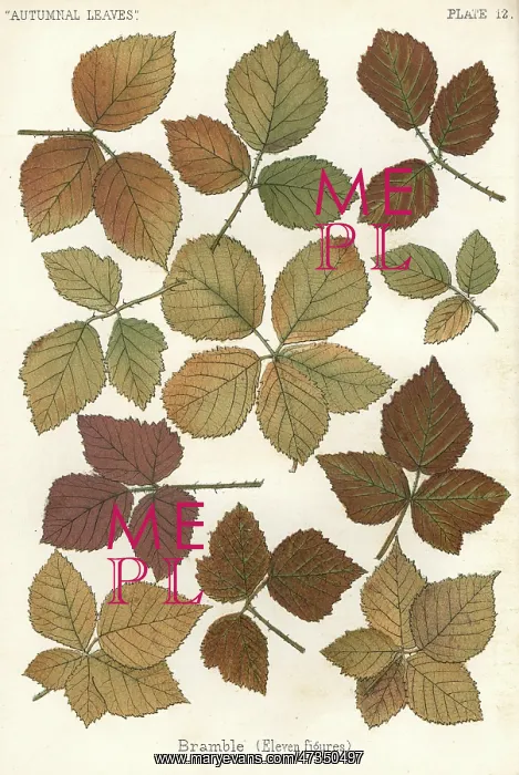 : BRAMBLE LEAVES : BRAMBLE LEAVES