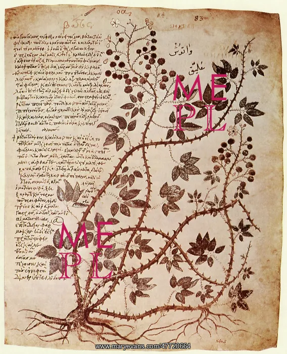 : Bramble, Rubus fruticosus : Bramble, Rubus fruticosus