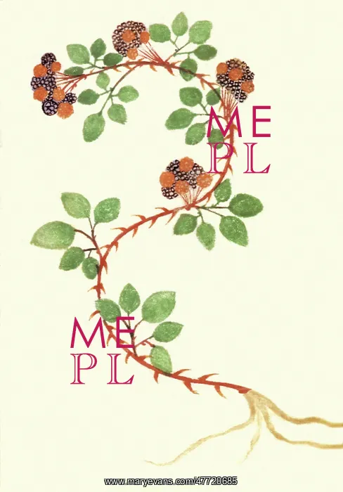  : Bramble, Rubus fruticosus