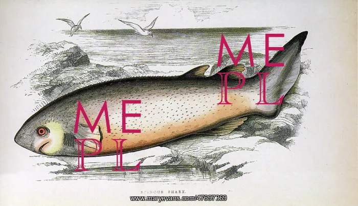  : Bramble Shark