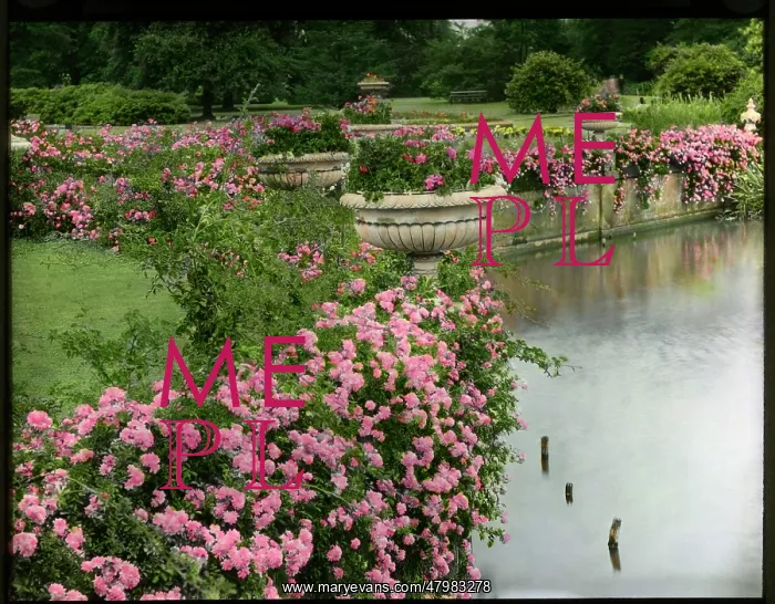 : Brambles and pink flowers beside a lake : Brambles and pink flowers beside a lake