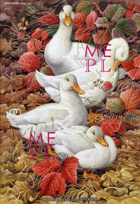 : In the Brambles ' white ducks : In the Brambles ' white ducks