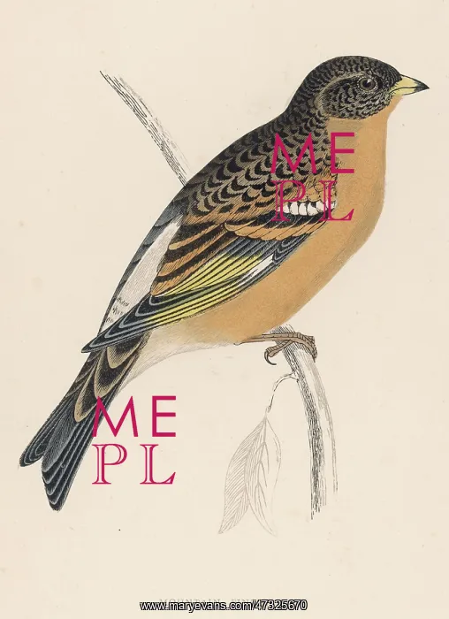 : BRAMBLING. (Fringilla montifringilla) Also known as the MOUNTAIN FINCH : a migratory bird : BRAMBLING. (Fringilla montifringilla) Also known as the MOUNTAIN FINCH : a migratory bird
