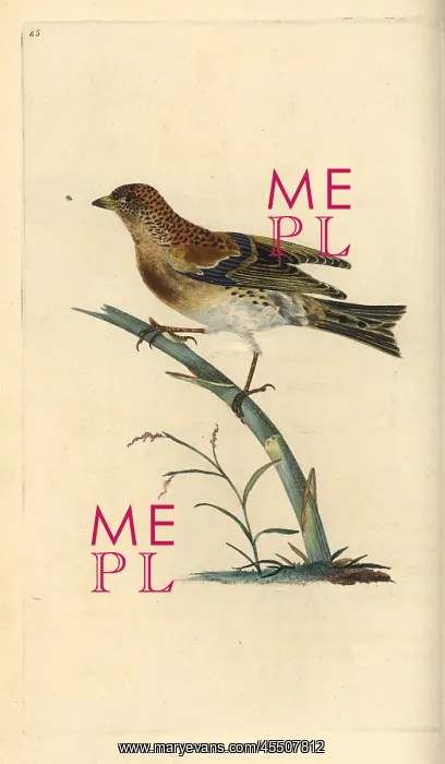 : Brambling, Fringilla montifringilla : Brambling, Fringilla montifringilla