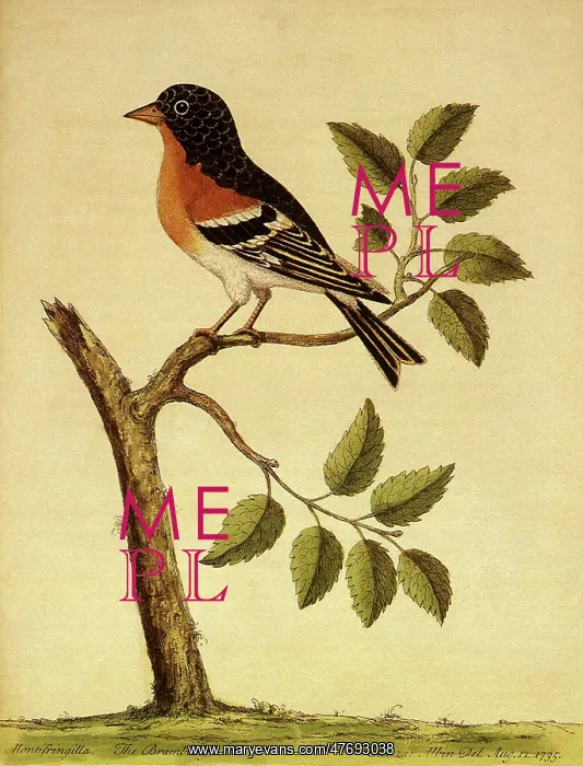  : Brambling, Fringilla montifringilla