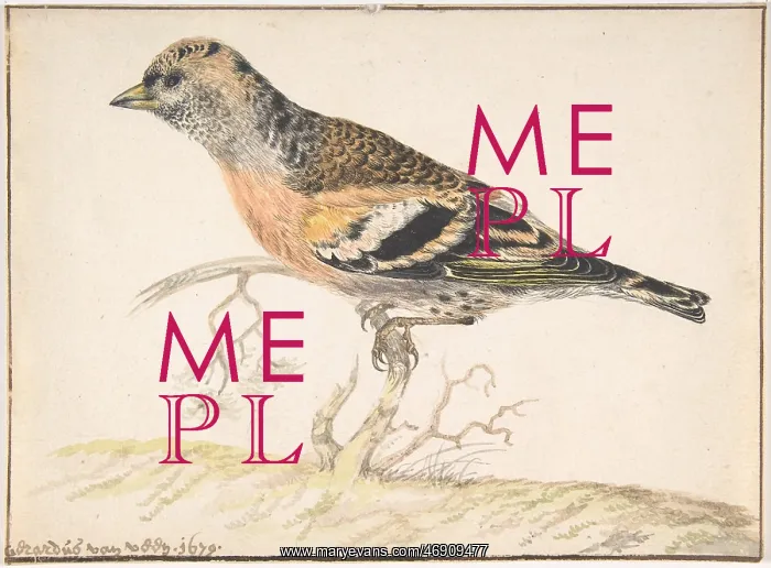 : Bramling (Fringilla Montifringilla), 1679, Watercolor : Bramling (Fringilla Montifringilla), 1679, Watercolor