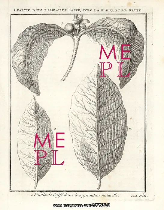 : Branch, leaf, fruit and flower of the coffee : Branch, leaf, fruit and flower of the coffee