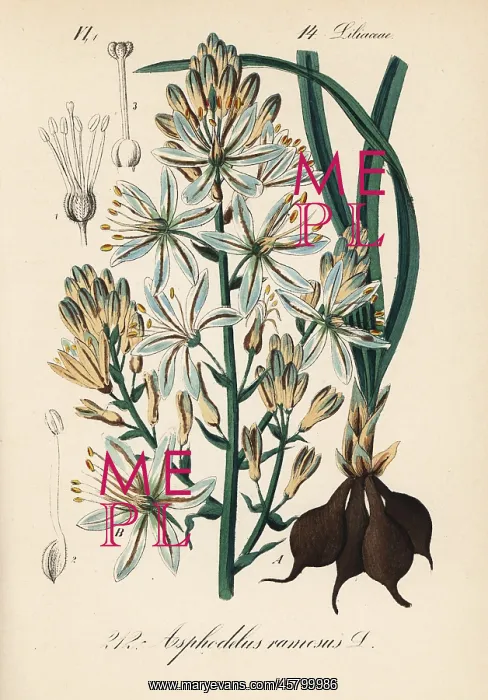 : Branched asphodel, Asphodelus ramosus : Branched asphodel, Asphodelus ramosus