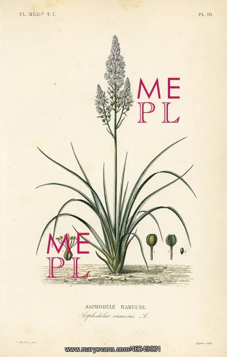 : Branched asphodel, Asphodelus ramosus : Branched asphodel, Asphodelus ramosus