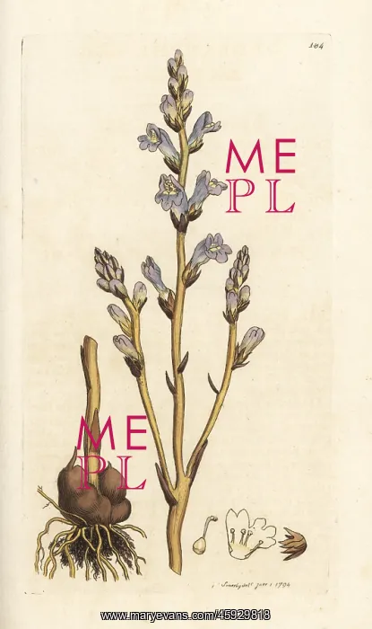 : Branched broomrape, Orobanche ramosa : Branched broomrape, Orobanche ramosa
