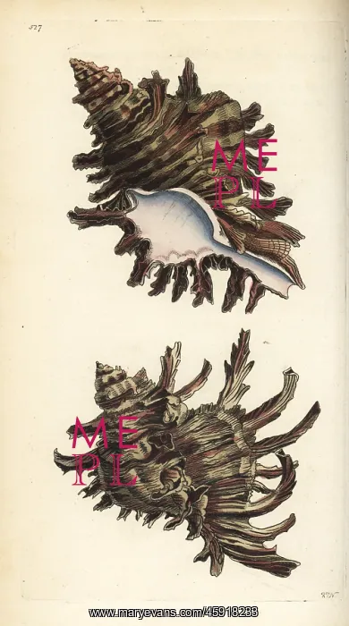 : Branched murex, Chicoreus ramosus : Branched murex, Chicoreus ramosus