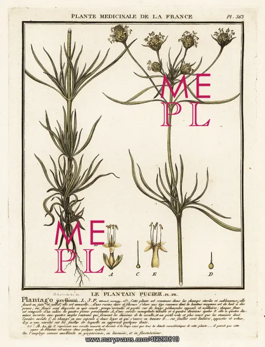: Branched plantain, Plantago indica : Branched plantain, Plantago indica