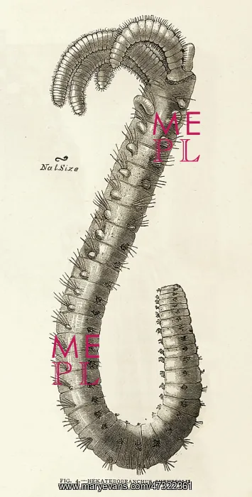  : BRANCHED WORM 1891