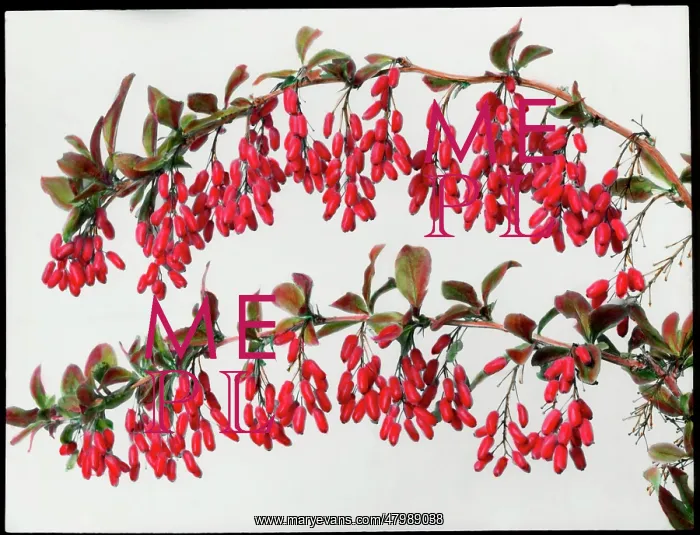 : Two branches of Berberis Carvellii : Two branches of Berberis Carvellii