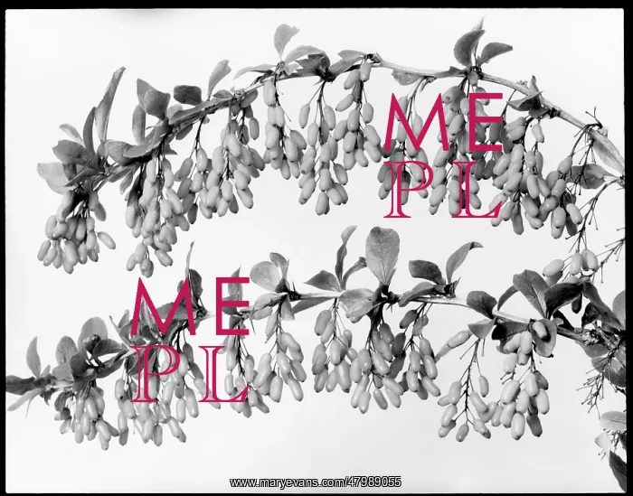: Two branches of Berberis Carvellii : Two branches of Berberis Carvellii