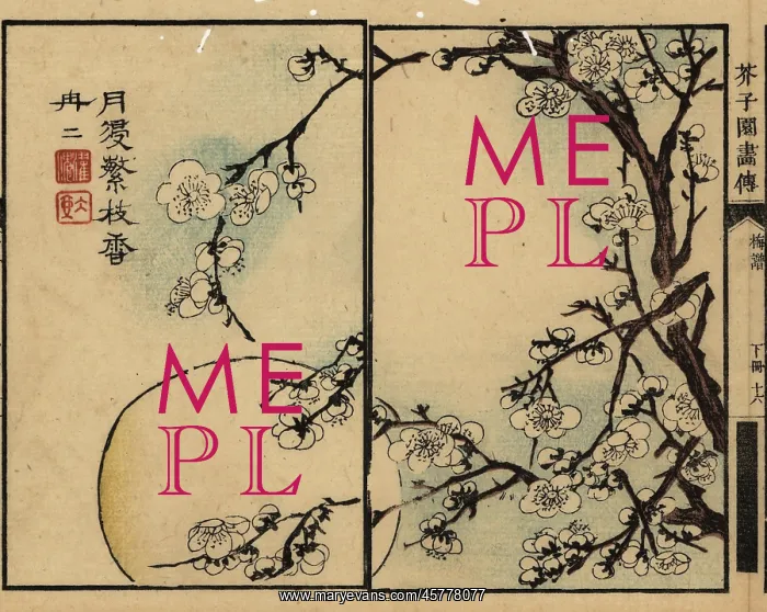 : Branches of white plum blossom against a full moon : Branches of white plum blossom against a full moon
