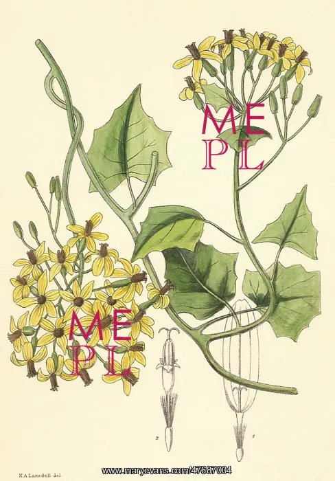 : Branching Flowers : Branching Flowers