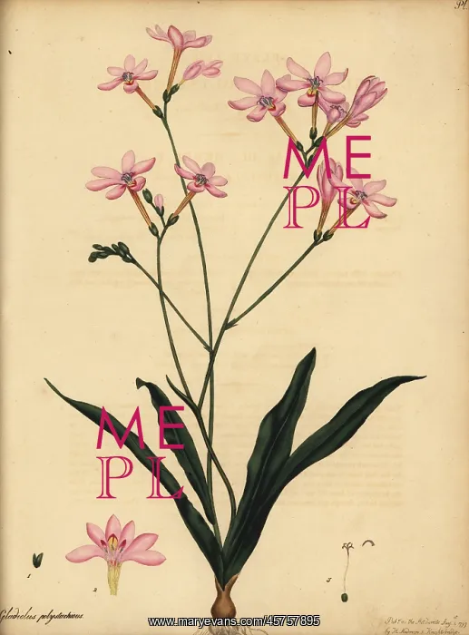 : Branching gladiolus, Gladiolus polystachius : Branching gladiolus, Gladiolus polystachius