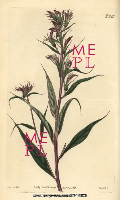 : Branchy lobelia, Lobelia pyramidalis : Branchy lobelia, Lobelia pyramidalis