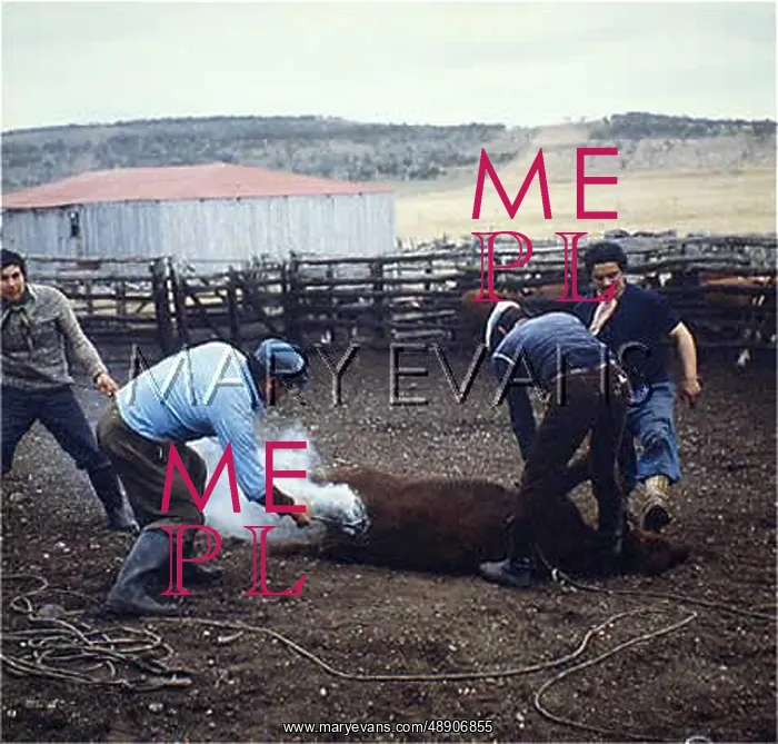 : BRANDING CATTLE 1982 : BRANDING CATTLE 1982