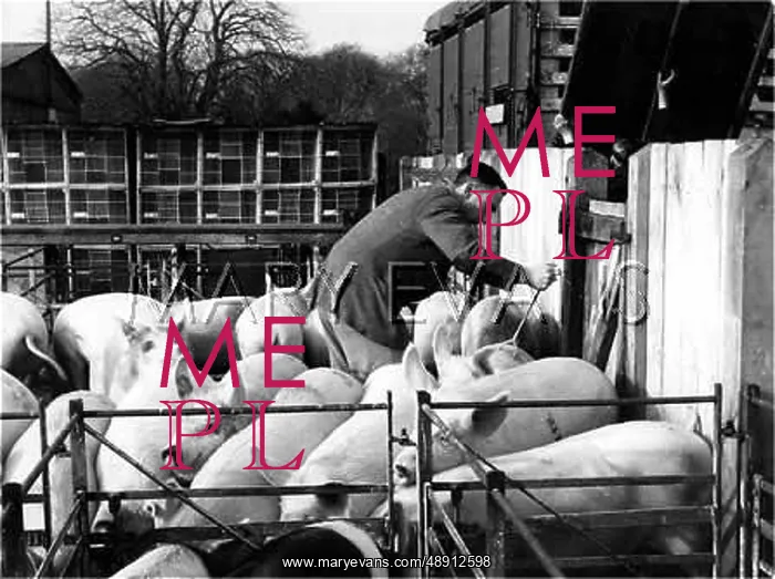 : BRANDING PIGS : BRANDING PIGS