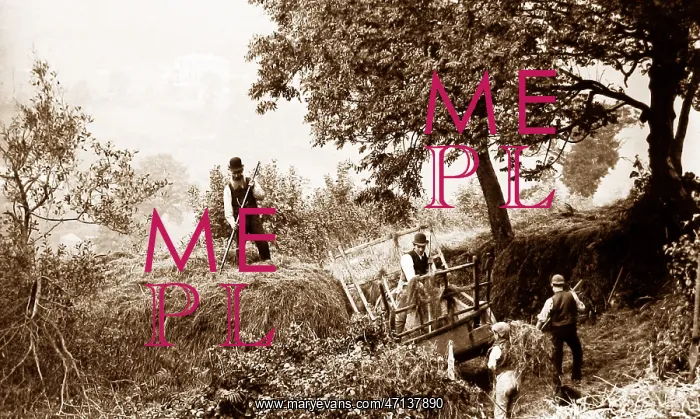  : Branscombe haymaking probably taken in 1888