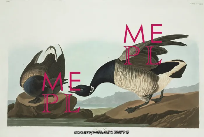 : Branta bernicla, brent goose : Branta bernicla, brent goose