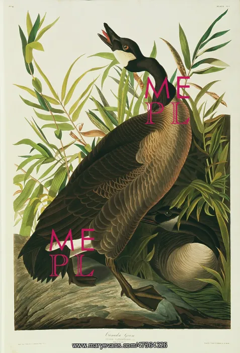 : Branta canadensis, Canada goose : Branta canadensis, Canada goose