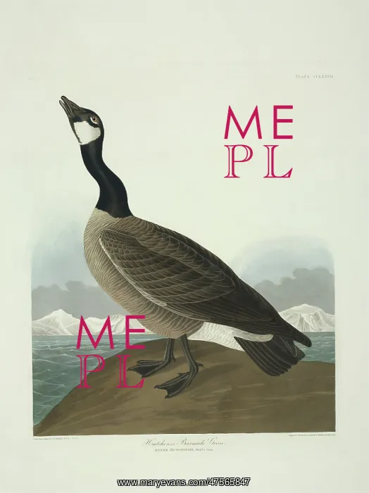 : Branta canadensis, Canada goose : Branta canadensis, Canada goose