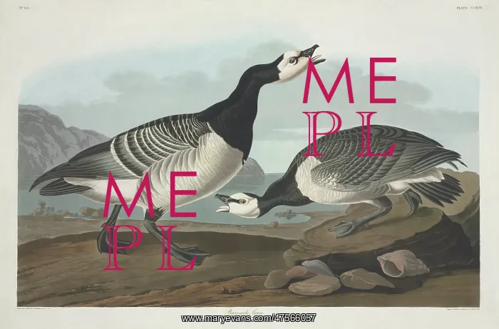 : Branta leucopsis, barnacle goose : Branta leucopsis, barnacle goose