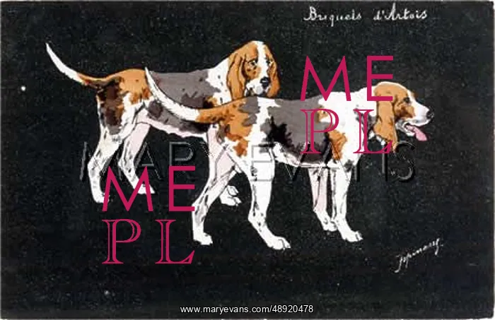  : BRAQUE D'ARTOIS
