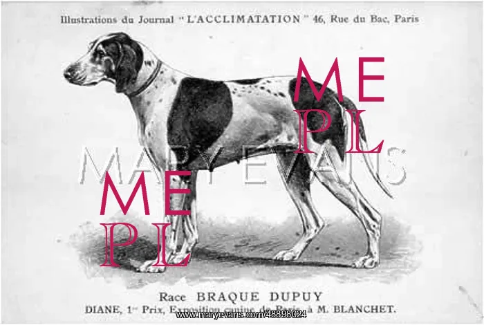 : Braque Dupuy : Braque Dupuy