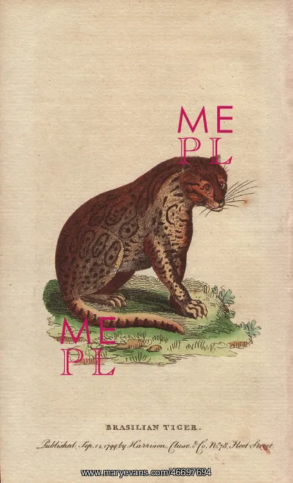 : Brasilian tiger, Panthera onca : Brasilian tiger, Panthera onca
