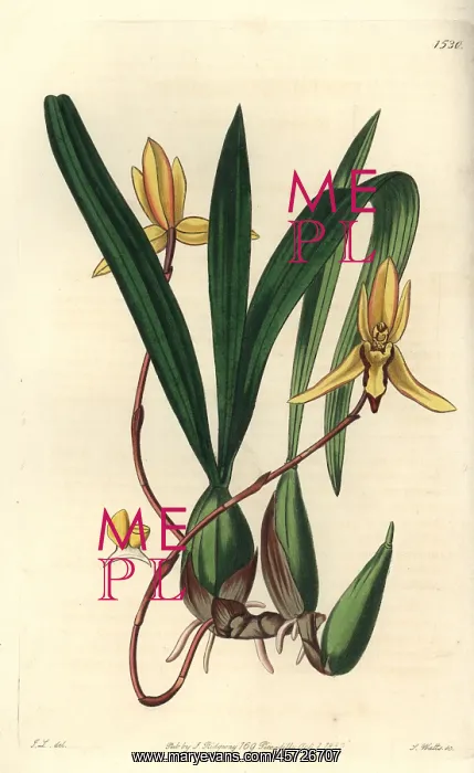: Brasiliorchis marginata orchid : Brasiliorchis marginata orchid