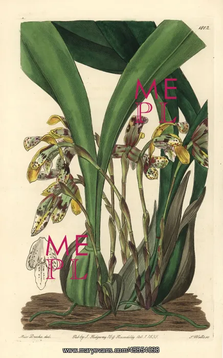 : Brasiliorchis picta orchid : Brasiliorchis picta orchid