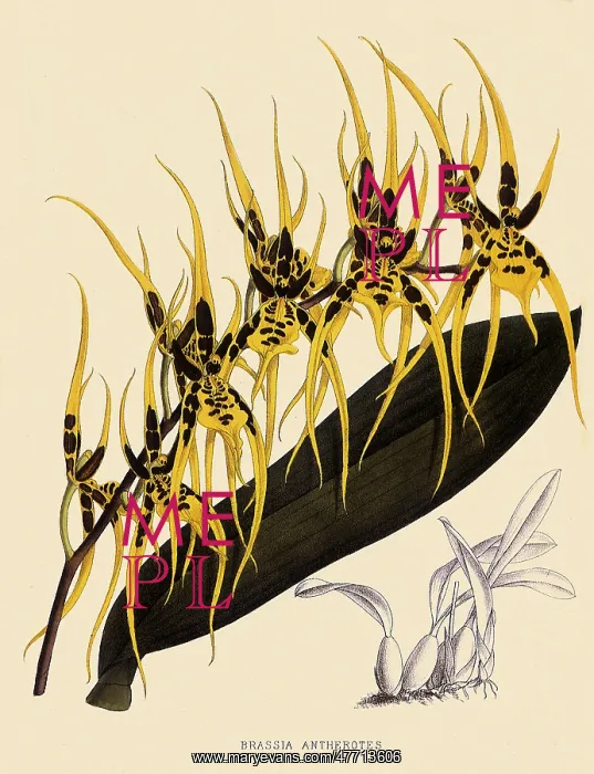  : Brassia Antherotes