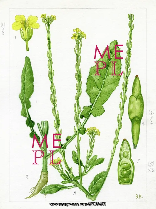 : Brassica adpressa : Brassica adpressa