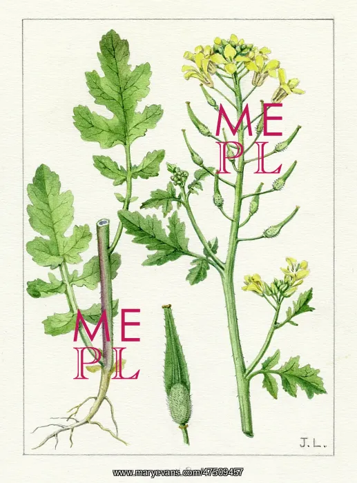 : Brassica alba - white mustard : Brassica alba - white mustard