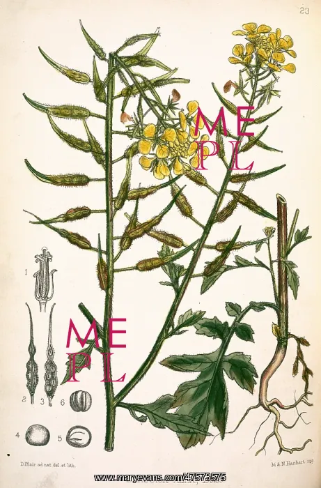 : Brassica alba, white mustard : Brassica alba, white mustard