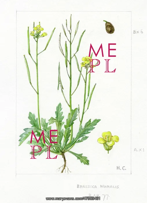 : Brassica muralis - common sand rocket : Brassica muralis - common sand rocket