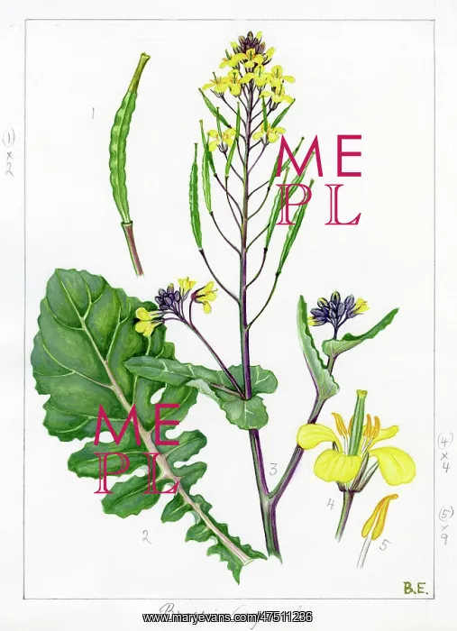 : Brassica napus - rape : Brassica napus - rape
