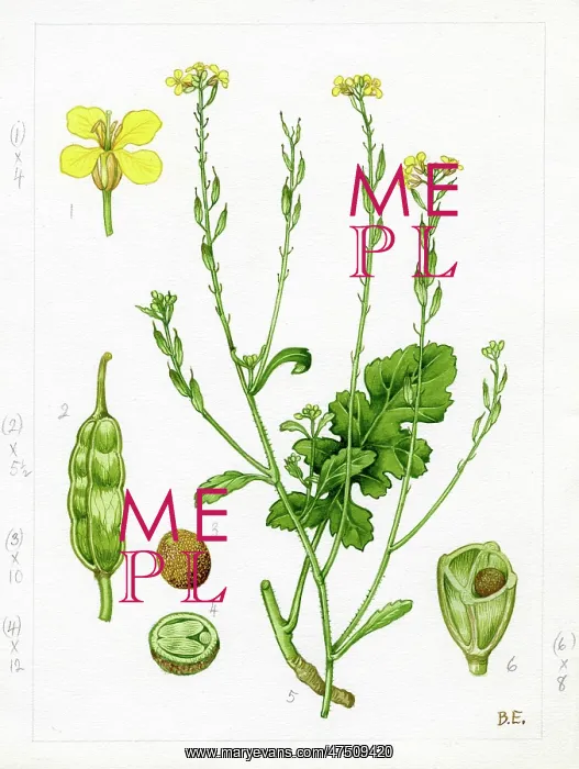 : Brassica nigra - black mustard : Brassica nigra - black mustard
