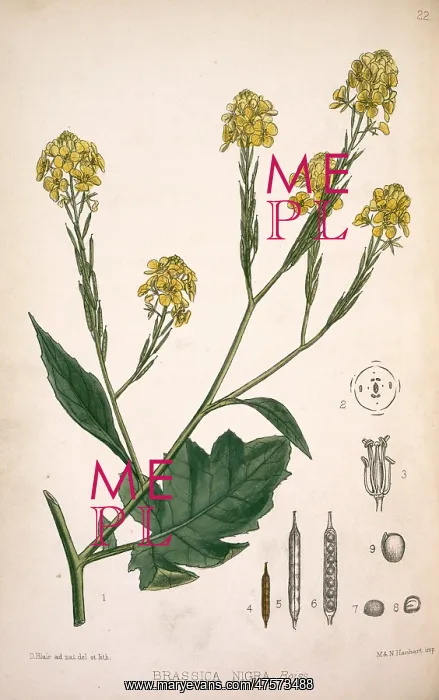 : Brassica nigra, black mustard : Brassica nigra, black mustard